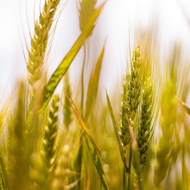 Gluten-free products